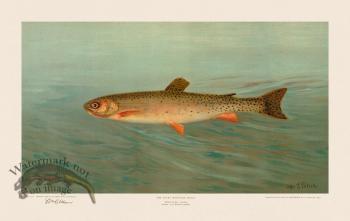 Rocky Mountain Trout